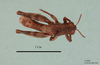 Pezotettix cypria Dirsh, 1949: male, dorsal view (holotype). (Otu).