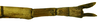CollectionObject 1567607; c186bc43-a406-4dd2-bd95-e7cf8fc38a5b: copyright Brussels. female: end of abdomen, dorsal view (paratype). (CollectionObject).;CollectionObject 1567608; 9f20d4e0-ad33-40ba-bea8-18b1a1f859c3: copyright Brussels. female: end of abdomen, dorsal view (paratype). (CollectionObject).