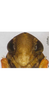 Head: !! display not done !! on Atkinsoniella xanthovena Yang & Li, 2002: face. (Observation).