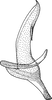 Aedeagus, lateral view: !! display not done !! on Cosmotettix beirnei (Hamilton & Ross, 1975): Aedeagus, lateral view. (Observation).
