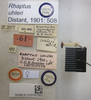 CollectionObject 1594941; 59e8c57c-9d46-4c57-b403-8888ae665b7b: Rhaptus uhleri. Lectotype. (BMNH) - (CC BY-NC 4.0) Photo by Stuart Cole, reproduced with permission from the Natural History Museum, London, UK. (CollectionObject).