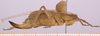 female, lateral view (paratype). Depicts CollectionObject 1479288; dbfcc32f-b75d-419f-a4bf-3820f7654e08, cbt019s01, a CollectionObject.