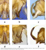 Mesonemoura falcata (Kimmins, 1950): Mesonemoura falcata. (Otu).