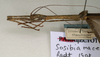CollectionObject 1562061; NMW 975, 8c1b9482-bba8-4238-b57e-5ff78af64103: copyright NMW, Vienna. male: head and thorax, lateral view of synonym Sosibia macera (lectotype). (CollectionObject).