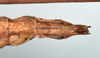 CollectionObject 1559915; 69f249c1-6a19-4cfc-9601-d21466f11b2b: copyright MNHN, Paris. female: end of abdomen, ventral view (paratype). (CollectionObject).