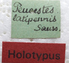 CollectionObject 1505940; d3f132e0-d989-457a-9b98-d40a308fd708: labels (holotype). (CollectionObject).