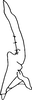 Stylus on Elginus saltus (Naudé, 1926): Stylus. (Observation).