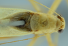CollectionObject 1532286; d0f38850-8453-4c4c-86a0-c13d0e7a10e3: male head, pronotum and stridulatory area, dorsal view (holotype). (CollectionObject).