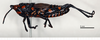 CollectionObject 1578630; 154c837b-7602-497a-bc93-90e361b8d31e: male, lateral view (paralectotype of Maura rugulosa brevipennis). (CollectionObject).