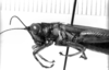 CollectionObject 1521360; defca386-8a4b-4522-95e6-31cd444ec811: Image, Carbonell, C.S. at the British Museum, 1970. female head and pronotum, lateral view (holotype). (CollectionObject).