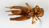 CollectionObject 1539947; 03a48914-45f1-4458-acc9-9e3850e54a7c, MNHN-EO-ENSIF6986: male, ventral view (holotype). (CollectionObject).