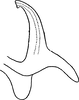 Aedeagus, lateral view on Arboridia (Arboridia) agrillacea (Anufriev, 1969): Aedeagus, lateral view. (Observation).