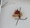 CollectionObject 1558032; ANSP(SF IMPORT DUPLICATE) 5171, 6724ea4c-6985-4ba7-9840-a431684ea688: copyright ANSP. male (holotype). (CollectionObject).