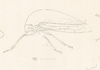 Habitus, lateral view: !! display not done !! on Atymna querci (Fitch, 1851): (Observation).
