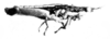 CollectionObject 1520622; 65d54b01-9da9-44f6-b9e7-9b84c2f6a6e0: Fig. 13 D. male, lateral view (allotype) (body length 21.5 mm, pronotum 3.2 mm, hind femur 8.9 mm. (CollectionObject).