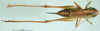 CollectionObject 1502703; 7ee64913-b563-415b-b204-6a7aee152781: female, dorsal view (allotype of Metrioptera kuntzeni). (CollectionObject).