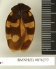 CollectionObject 1573092; 06102967-c572-4d2e-b6cf-15ecd065cccd: Copyright Natural History Museum, London. Non-type (adult male) in BM(NH). Dorsal view. (CollectionObject).