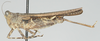 CollectionObject 1516354; e121a60b-98cb-4bb7-bd2f-8eca31ae5312: female, lateral view (holotype). (CollectionObject).