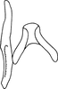 Connective on Atkinsoniella nigrominiatula (Jacobi, 1944): Connective. (Observation).