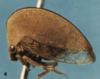 Habitus, lateral view on Amastris maculipennis Creão-Duarte & Sakakibara, 2001: (Observation).