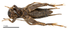 CollectionObject 1575346; 364af3b3-a6b1-4461-aa3a-ed52f24705ae: male, ventral view (paratype of Gryllus chopardi Kis, 1967). (CollectionObject).