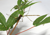 Ramulus ussurianus (Bey-Bienko, 1960): copyright Sergey Storozhenko. male in culture. (Otu).