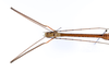CollectionObject 1557635; 692daa00-b157-45e3-9c28-015a6ef8ad9a: copyright ZMUH, Hamburg. male: head & thorax, dorsal view (holotype). (CollectionObject).