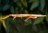 Cylindrotettix chacoensis Roberts, 1975: male. (Otu).