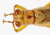 CollectionObject 1588722; 25c8fe51-59f1-487a-9281-6833166cf1fb: male head and pronotum, dorsal view. (CollectionObject).