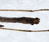 CollectionObject 1575937; 86c47283-eee8-4191-a027-c30166e008b3: copyright SPM, Kinabalu. male: end of abdomen, lateral view (paratype). (CollectionObject).