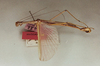 CollectionObject 1561903; 6b290311-f21e-462f-adb3-6047df9f2ccd: copyright Oliver Zompro. male (syntype). (CollectionObject).