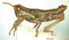 Leatettix laticornis Dirsh, 1956: male, lateral view. (Otu).