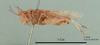 Crinita hirtipes (Uvarov, 1923): male, lateral view (holotype). (Otu).