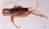 CollectionObject 1582015; 85550c59-ae05-4c57-882e-dc2547a25457: female, dorsal view (paratype). (CollectionObject).