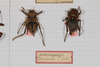 CollectionObject 1505709; f064a080-3cbe-4761-aa68-dd00f2c52683: female, on drawer (syntype). (CollectionObject).