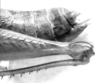 CollectionObject 1525526; 0ccd6566-c2e2-4b6b-80ab-322d919f9508: female abdomen end, lateral view (allotype). (CollectionObject).