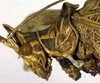 CollectionObject 1500479; 28eb1944-fbac-4585-95cf-3d9960f9e403: male pronotum, lateral view (holotype). (CollectionObject).