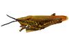 Poekilocerus bufonius vittatus (Klug, 1832): female, lateral view (Eritrea). (Otu).