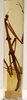 CollectionObject 1561650; a3461d1c-914d-419b-8c56-1da7e6c17693: copyright MNHN, Paris. female (holotype). (CollectionObject).