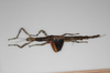 CollectionObject 1562628; bd3972b5-f4d6-4642-906c-d84616e1219b: copyright ZSMC, Munich. female, dorsal view (holotype). (CollectionObject).