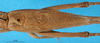 CollectionObject 1552389; 2a71a415-1861-4edd-84f7-2837bc7597fc: male tegmina, dorsal view. (CollectionObject).