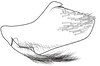 Pygofer, lateral view on Pseudocostanana piraquarensis (Domahovski & Cavichioli, 2023): Male holotype [DZUP]: pygofer, valve and subgenital plate, lateral view. (Observation).