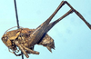 male, lateral view (lectotype of Cacopteris nevadensis). Depicts CollectionObject 1522432; 5bffda28-ee40-4a05-ba1b-bd4d512e2982, a CollectionObject.