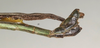 CollectionObject 1560315; NMW 1124, fda5ff69-5e22-4a97-89a7-251404320ccd: copyright NMW, Vienna. male: end of abdomen, lateral view (holotype). (CollectionObject).