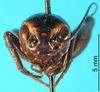CollectionObject 1500752; ea706ec7-b8ad-4565-a01c-be86d8a761d7: male nymph, frontal view (holotype of Cophogryllus kuhlgatzi). (CollectionObject).