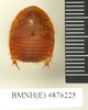 CollectionObject 1572924; 6692d5b3-260b-4c9b-a653-f4f133145635: Copyright Natural History Museum, London. Non-type (adult female) in BM(NH). Dorsal view. (CollectionObject).