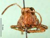 CollectionObject 1502299; a51ea567-260a-4486-8a80-1bb01799c157, DORSA BA000503S03: female, frontal view (syntype). (CollectionObject).