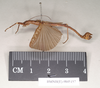 CollectionObject 1561307; 65787e1d-43b2-44c6-9dc1-3cf6b807841b: copyright Natural History Museum, London. male, lateral view of synonym Presbistus ridleyi (paralectotype). (CollectionObject).