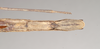 CollectionObject 1557251; c8103a57-5463-4533-a7a5-53285f3c857f, NHMUK(SF IMPORT DUPLICATE) 844584: copyright Natural History Museum, London. Lonchodes nigropunctatus female: end of abdomen, ventral view (holotype). (CollectionObject).