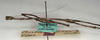 CollectionObject 1557450; NMW 790, f775b6e3-d2b7-4c2e-9ead-58b8000a01ce: copyright NMW, Vienna. female juv. of synonym Bostra arcuata, lateral view (holotype). (CollectionObject).